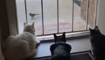 Koty, ptaszek i trollujący je pies