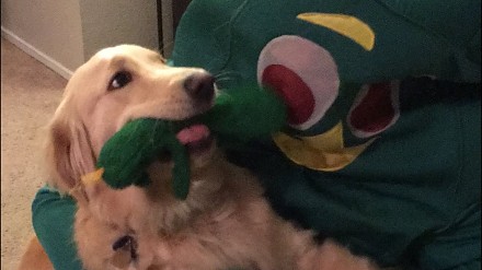 Urocza reakcja psa na jego ulubioną zabawkę w dużej skali