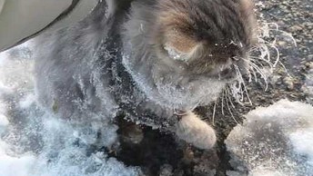 Rosjanie ratują kota przed zamarznięciem