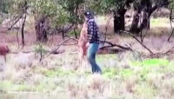 Facet dał w pysk kangurowi po tym jak ten zaatakował jego psa