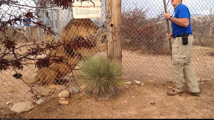 Instruktor pokazuje jak obchodzić się z lwami