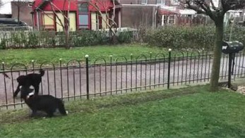 Ten pies gra w piłkę z przechodniami