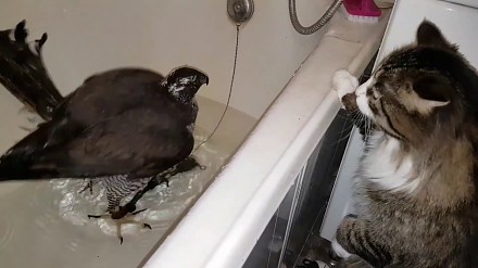 Jastrząb biorący kąpiel w wannie, pod czujnym nadzorem kota
