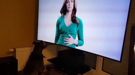Gdy pies myśli, że telewizor to okno