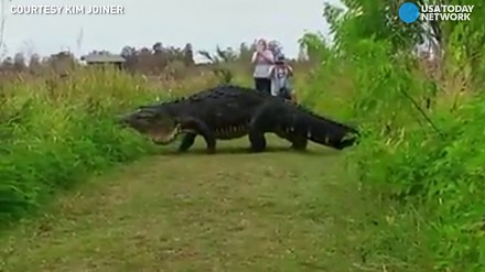 Ogromny aligator kroczy powoli