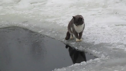 Kotek poluje na rybę w przeręblu