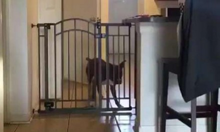 "Mój pies nie przeskoczy tej bramki"