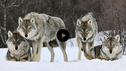 Jak wilki zmieniły rzeki po reintrodukcji?