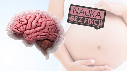 Kobietom od ciąży maleją mózgi | Nauka BEZ fikcji