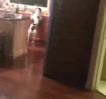 Pies przyłapany na podjadaniu w kuchni