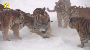 Tygrysy syberyjskie gonią obserwującego je drona, łapią go i się nim "bawią"