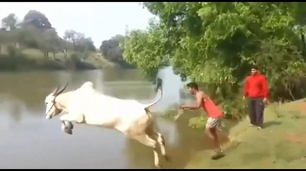 Krowa daje nura do rzeki
