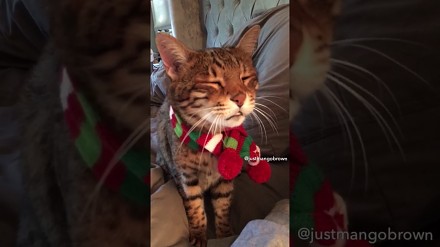 Jeden zmęczony kot i świąteczne pytania