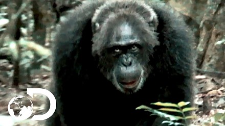 Najbrutalniejsze dotąd odkryte stado szympansów