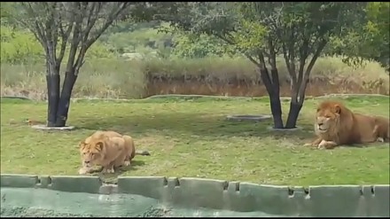 Śmiali się z lwów w zoo, ale tylko do czasu