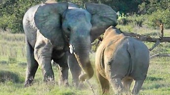 Słoń pokazał nosorożcowi kto tutaj rządzi