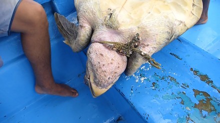Żółw morski zaplątał się w sieci, dobre ziomki mu pomagają