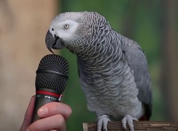 Genialna papuga naśladuje różne dzwięki