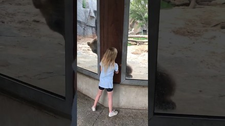 Dziewczynka bawi się w chowanego z niedźwiedziem 