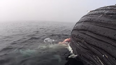 Żarłacz biały rozszarpuje wieloryba