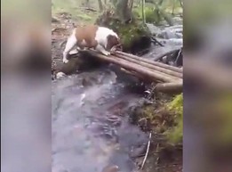 Buldog próbuje przeprawić się przez rzekę