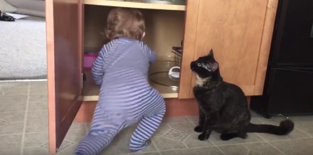 Kot zamyka dziecko w szafce