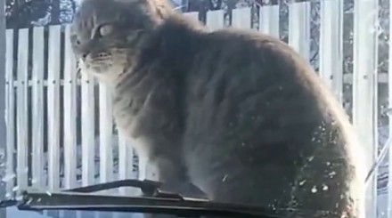 Kot odwalił kierowcy niezły numer