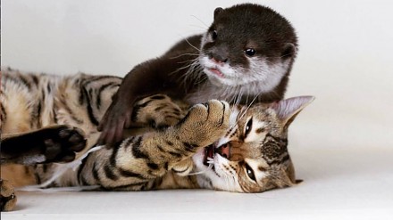 Nierozłączni: kot bengalski i wydra