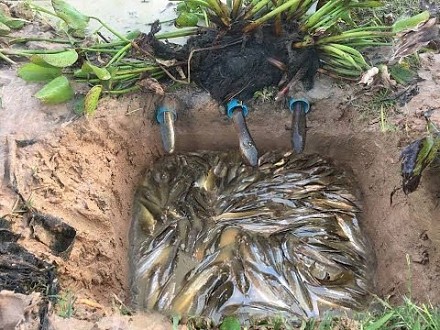 Pomysłowa kambodżańska pułapka na ryby 