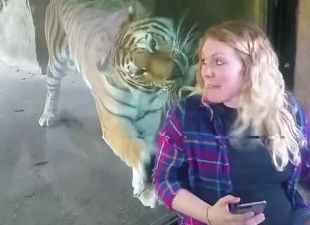 Spotkanie tygrysa z kobietą w ciąży
