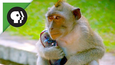 Małpy nauczyły się kraść i handlować ukradzionymi rzeczami
