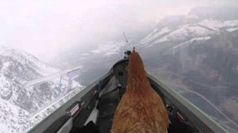 Dzielna kura spełnia swoje marzenie o lataniu