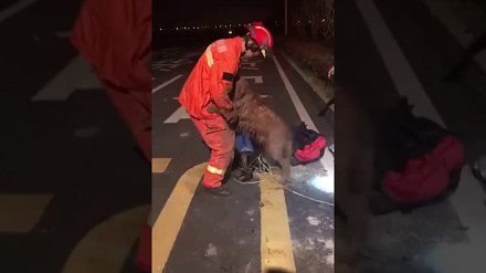 Pies dziękuje ratownikowi, który wyciągnął go ze studzienki