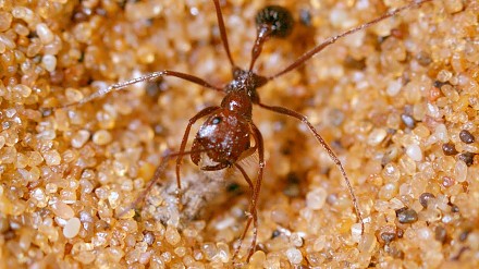 BBC Earth - pułapka na mrówki