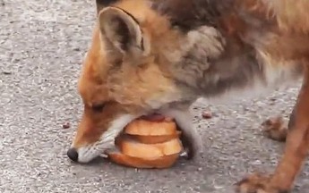 Lis z Czarnobyla robi sobie kanapkę