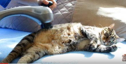 Kot zezwala na masaż brzucha i łap