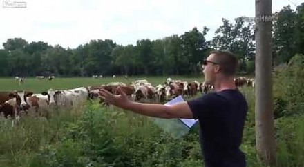 Utalentowany holenderski zaklinacz krów