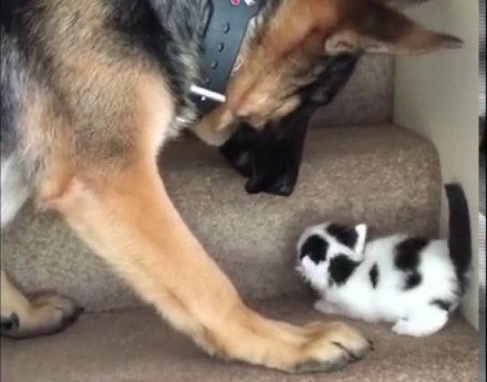 Pies pomaga kociakowi wejść po schodach