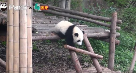 Dlaczego pandy to zagrożony gatunek?