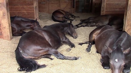 Widziałeś kiedyś, jak śpią konie? 