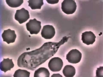 Biała komórka krwi ściga bakterię w rytm motywu z Beny Hilla