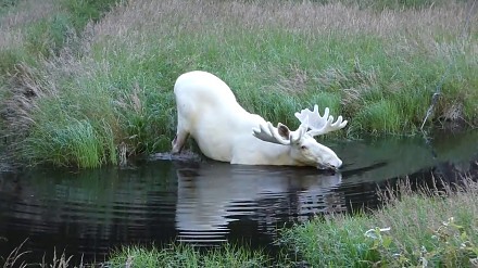 Rzadki okaz łosia albinosa uchwycony w szwedzkim jeziorze