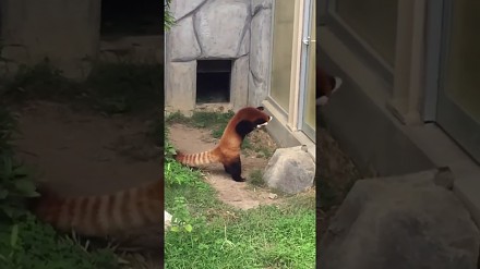 Czerwona panda broni się przed niespodziewanym atakiem