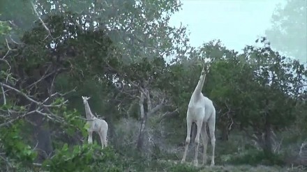 Białe żyrafy istnieją! Rzadkie zwierzęta sfilmowane w Kenii
