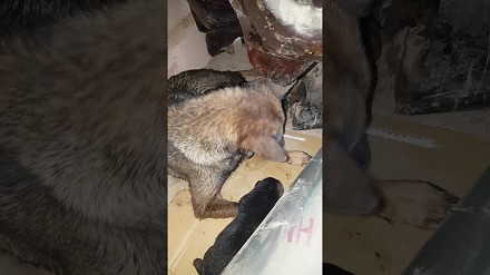 Psia mama desperacko odkopuje szczeniaka, który wpadł w pułapkę