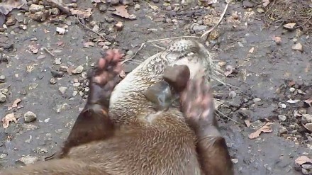 Słodka wydra odkrywa sposób na zabawę kamieniami