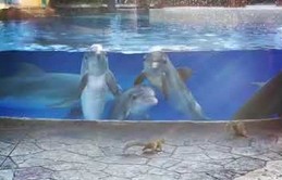 Delfiny zafascynowane wiewiórkami bawiącymi się koło ich zbiornika