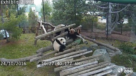 Nic dziwnego, że pandy były zagrożonym gatunkiem