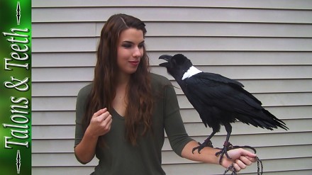 Ładna pani prezentuje czarnego ptaka