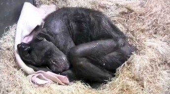 59-letnia umierająca szympansica słyszy głos swojego przyjaciela sprzed lat